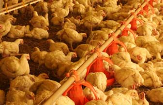 Agro São Mateus - Foto 1