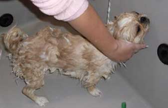 Veterinários Campos Banho E Tosa De Animais - Foto 1