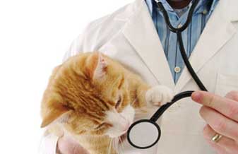 Veterinária Animal World - Foto 1