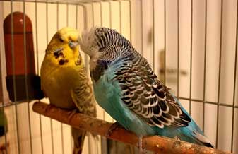 Au Au Pet Shop E Clinica Veterinária - Foto 1