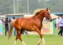 48º Expo Nacional do Cavalo Mangalarga