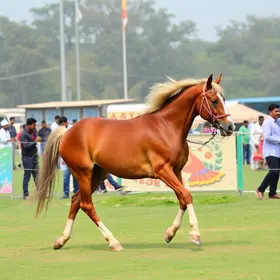 48º Expo Nacional do Cavalo Mangalarga
