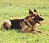 Adestramento de cães em Tatuí